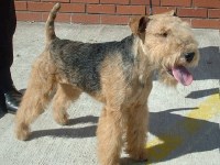 Lakeland Terrier thumbnail